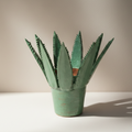 Maceta Agave